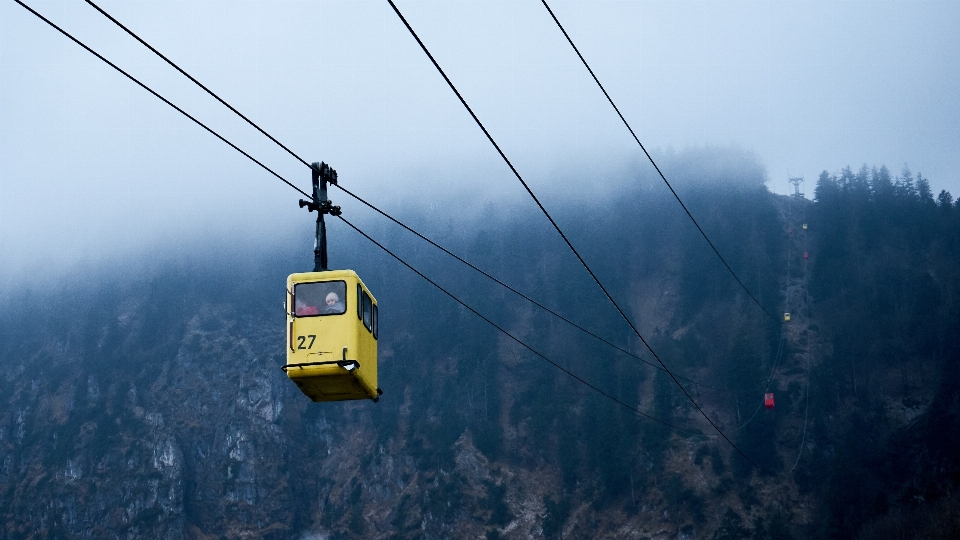 árbol montaña niebla cordillera
