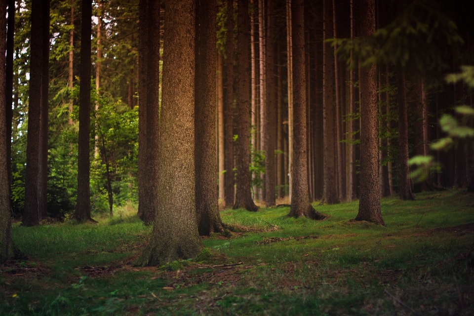 Baum natur wald gras