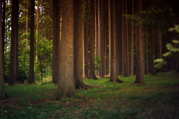 Tree nature forest grass Photo