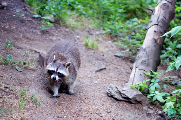 Wildlife zoo mammal fauna Photo