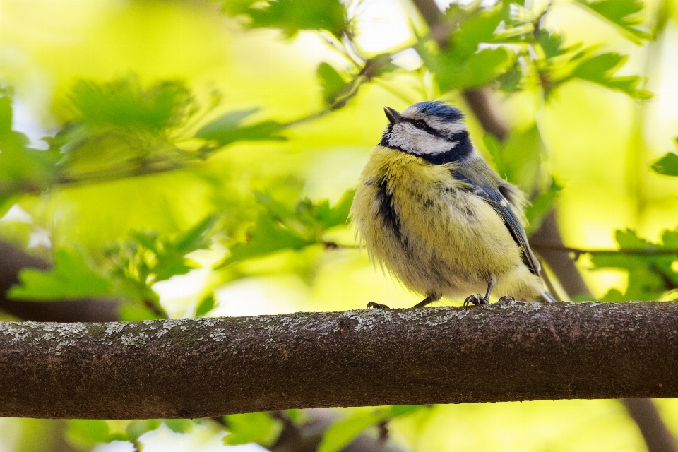 Naturaleza rama pájaro fauna silvestre