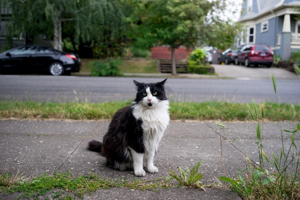 Cat mammal vertebrate norwegian forest Photo