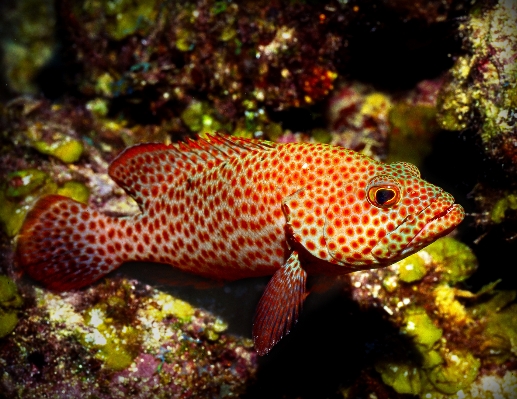 水中 生物学 両生類 魚 写真