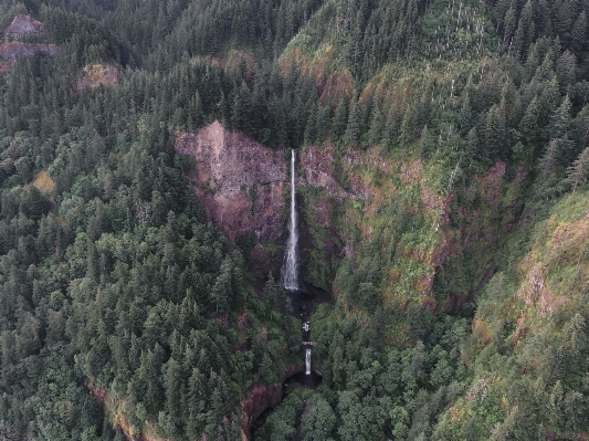 Tree forest waterfall wilderness Photo