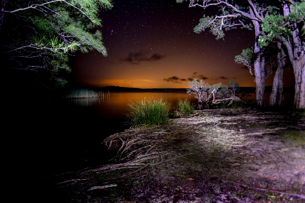 Landscape tree nature forest Photo