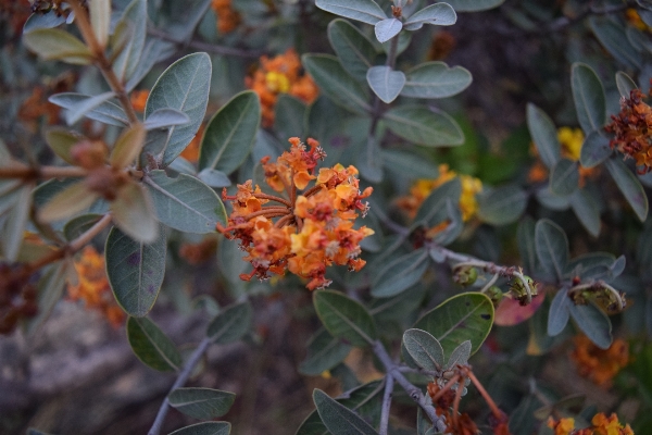 Tree branch plant leaf Photo