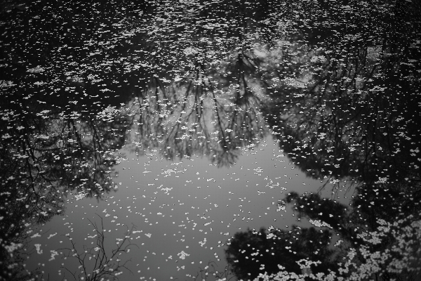 Photo Arbre forêt bifurquer neige