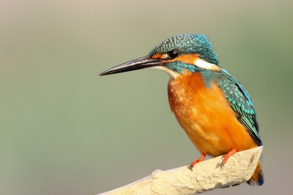 Oiseau aile faune le bec