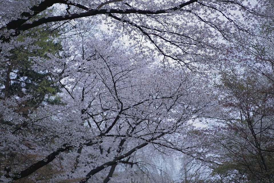 Albero ramo fiore inverno