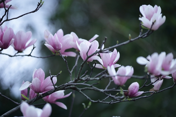 Branch blossom plant flower Photo