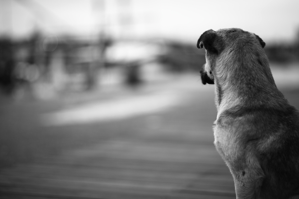 Black and white photography puppy