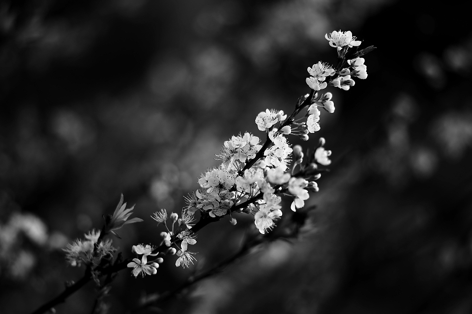 Arbre nature bifurquer fleurir