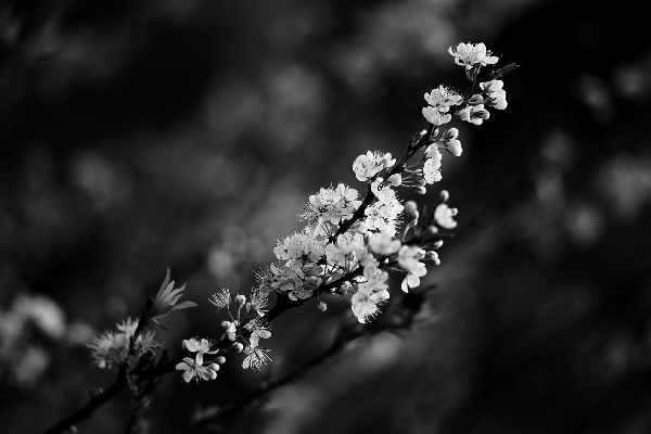 Photo Arbre nature bifurquer fleurir