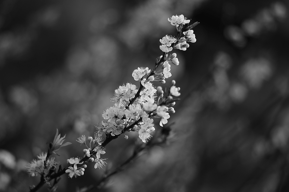 Albero natura ramo fiore