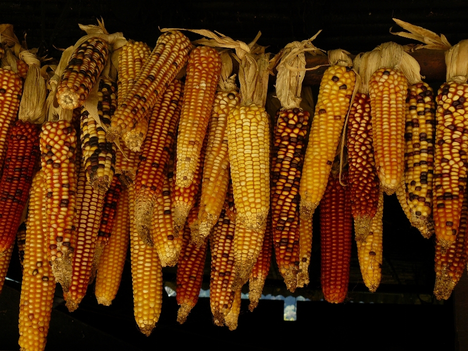 Fiore formazione cibo verdura