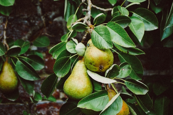 Tree branch plant fruit Photo