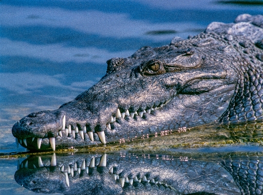 Foto Acqua animali selvatici riflessione biologia