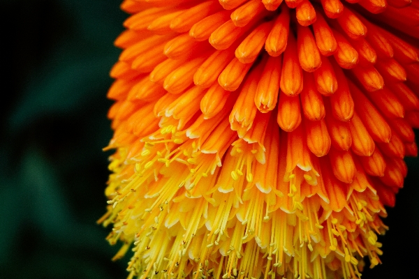 Anlage blume blütenblatt orange Foto