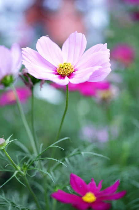 Usine prairie
 cosmos
 fleur