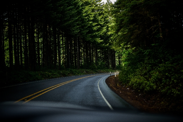 Baum natur wald licht Foto