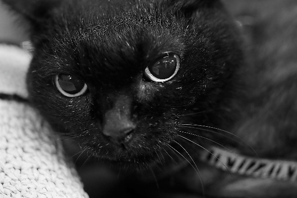 Foto Bianco e nero
 fotografia gattino gatto