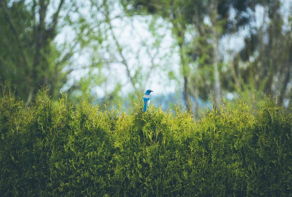 树 自然 森林 草