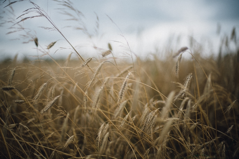 Natur gras anlage feld