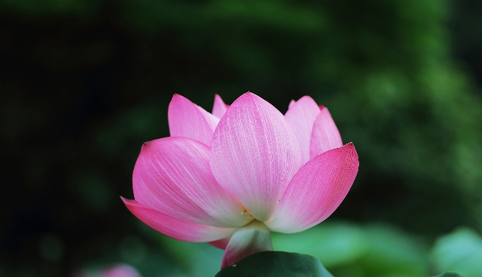 花 植物 写真撮影 花弁 写真