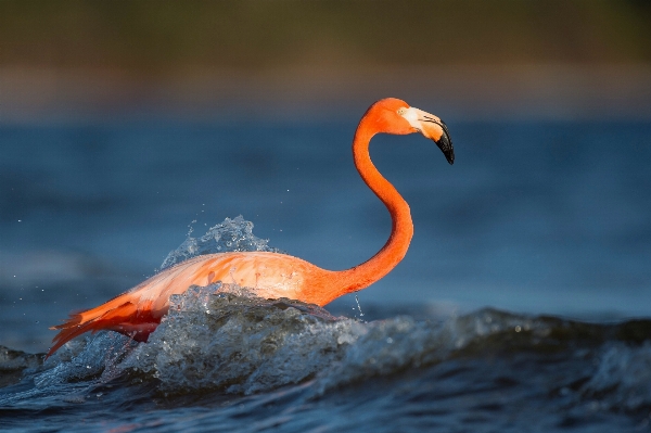 Water bird beak splash Photo