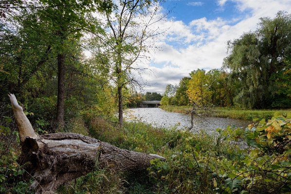 Landscape tree water nature Photo