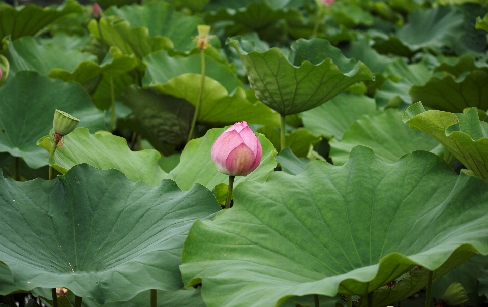 Plant leaf flower petal