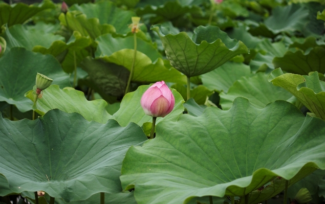 Plant leaf flower petal Photo