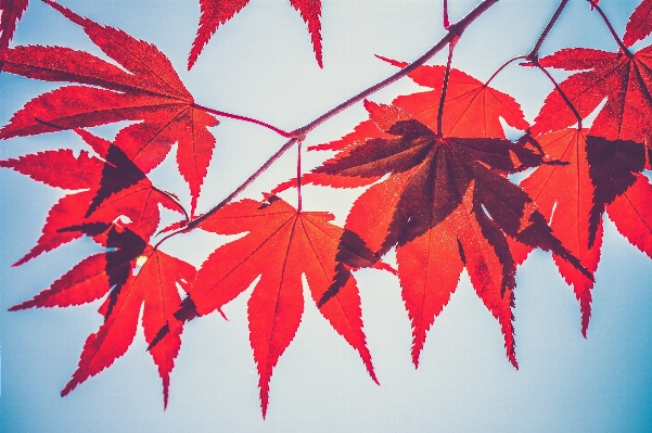 Foto Albero ramo pianta foglia