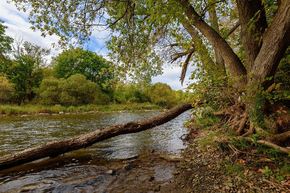 Albero acqua natura foresta