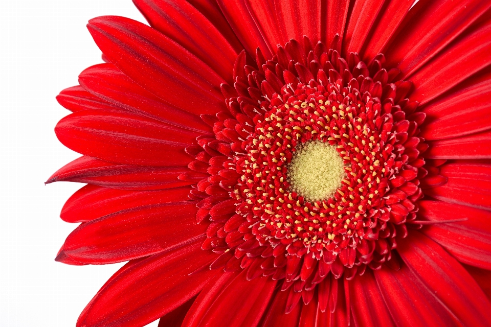 植物 白色的 花 花瓣