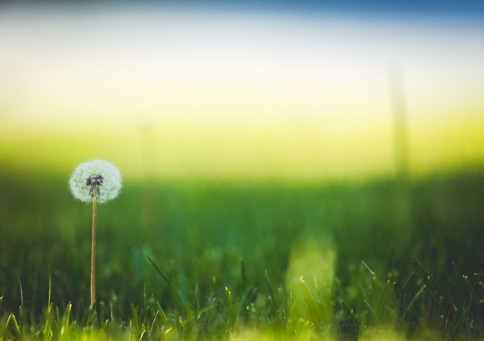 Nature grass horizon dew