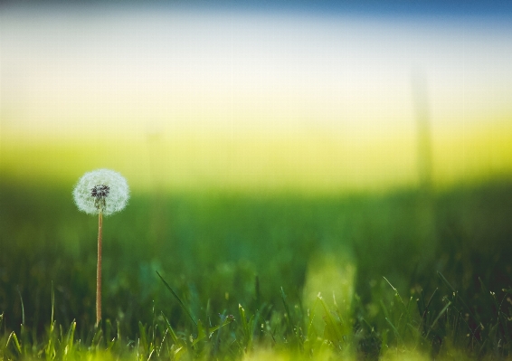 Nature grass horizon dew Photo