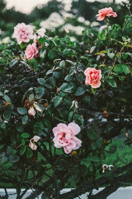 植物 花 薔薇 植物学
 写真