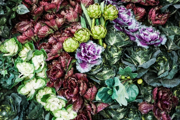 植物 葉 花 食べ物 写真