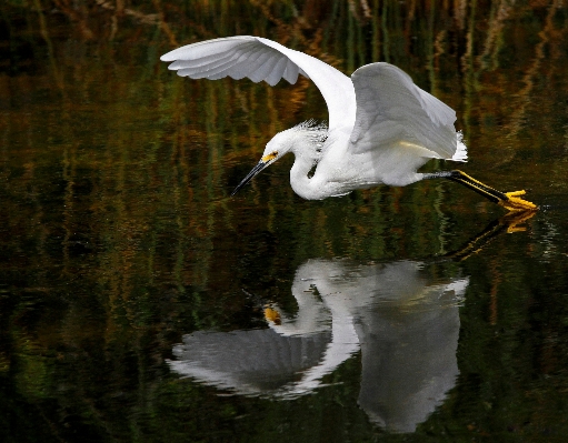 Foto água natureza pássaro asa