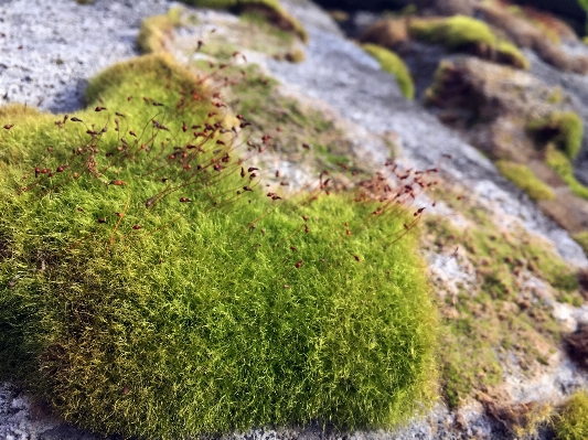 木 草 植物 葉 写真