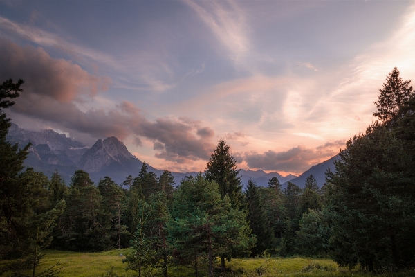 風景 木 自然 森 写真