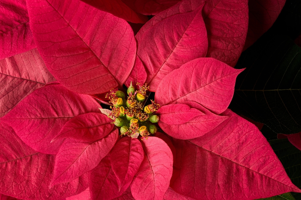 Pianta fotografia foglia fiore