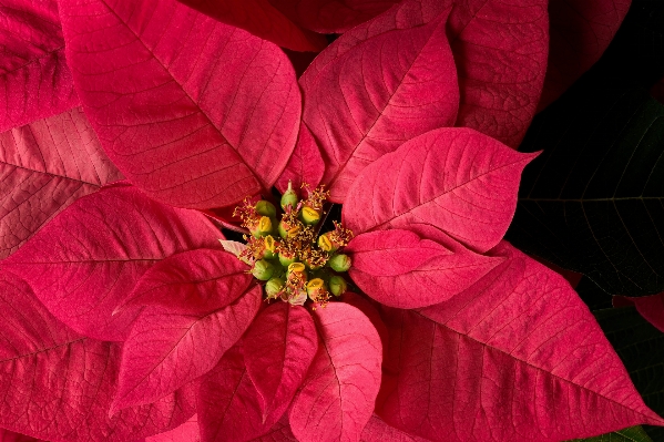 植物 写真撮影 葉 花 写真