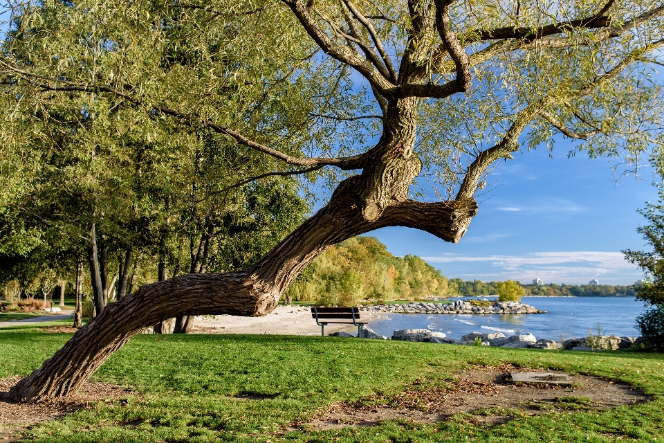 Paesaggio albero acqua natura