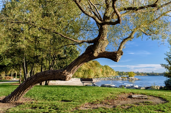 Landschaft baum wasser natur Foto