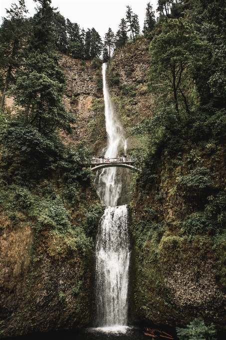 Baum wasser wald wasserfall