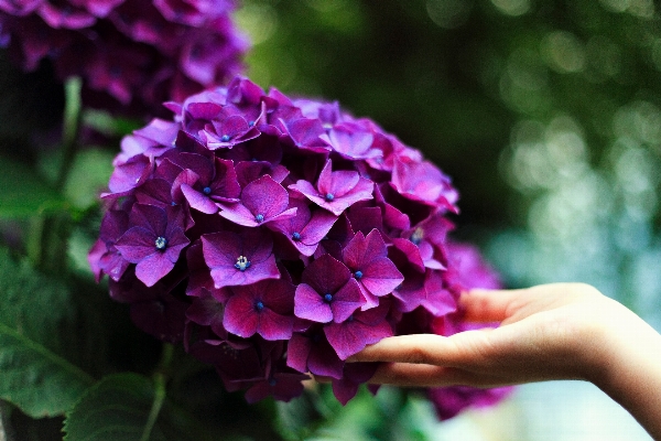 Hand blossom plant leaf Photo