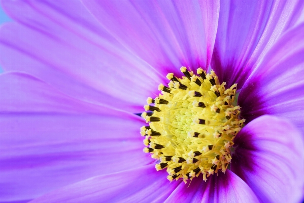 Blossom plant photography flower Photo