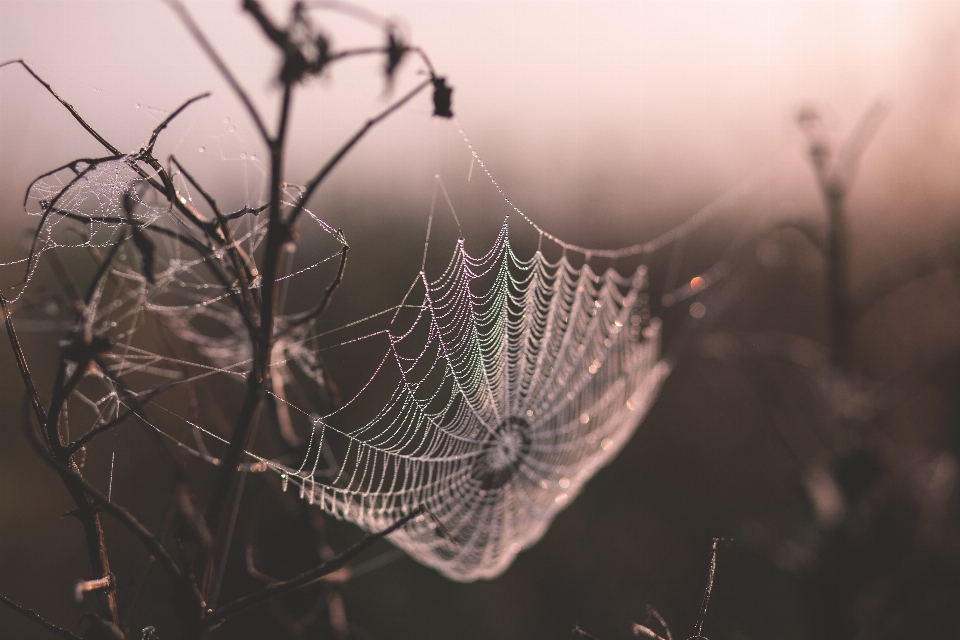 Nature branch dew photography